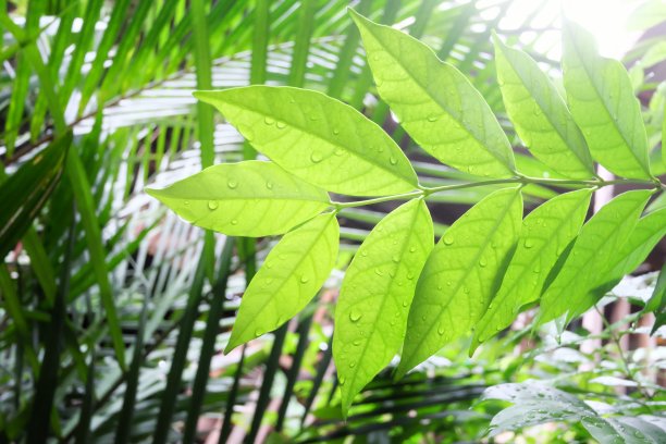 近距离观察生长在花园里的热带植物，在雨季和柔和的光线下，绿叶上的雨滴图片下载