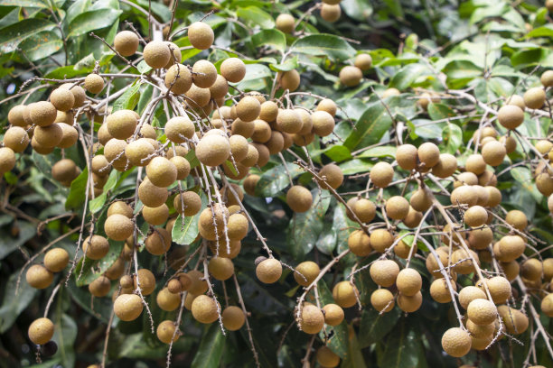 龙眼的图片下载