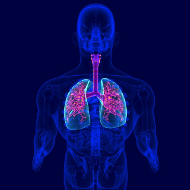 人体呼吸系统解剖三维插图(支气管和细支气管)图片下载