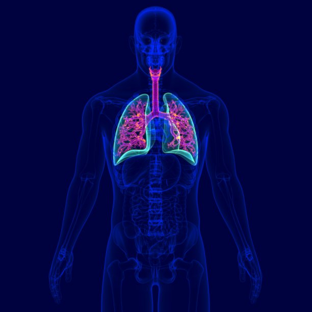 人体呼吸系统解剖三维插图(支气管和细支气管)图片下载
