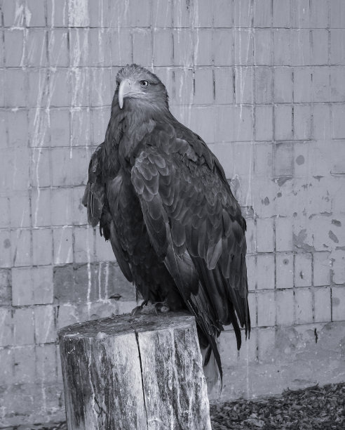 美丽的雄鹰坐在树桩上寻找猎物。城市里的一只鸟正在看摄像机。库存图片背景。图片下载