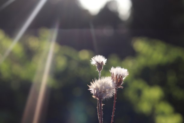夕阳下的蒲公英图片下载