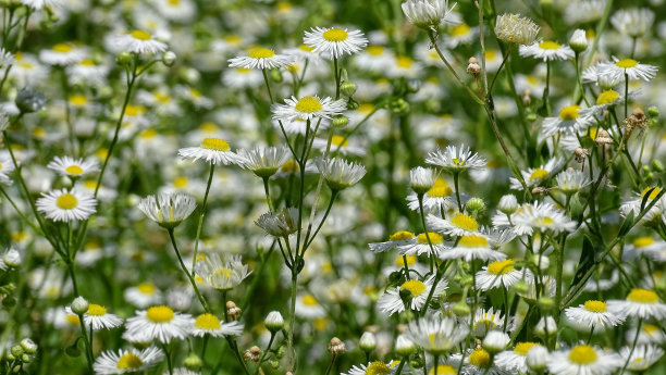草地上的洋甘菊花。背景图片。图片下载