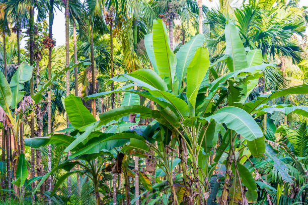 热带雨林中的香蕉植物图片下载