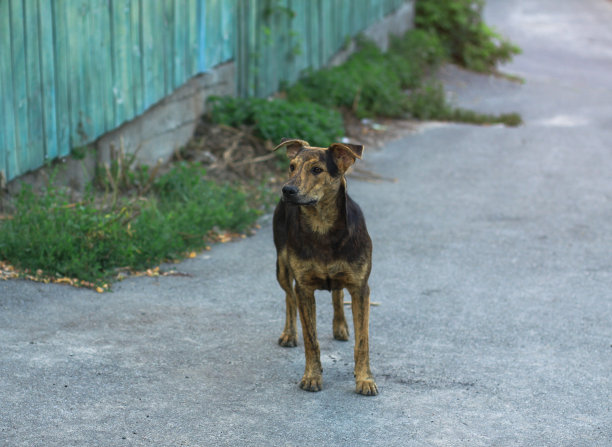 可爱的宠物在房子附近的自然。可怜的流浪狗一边在街上玩耍一边看着摄像机。设计素材照片图片下载