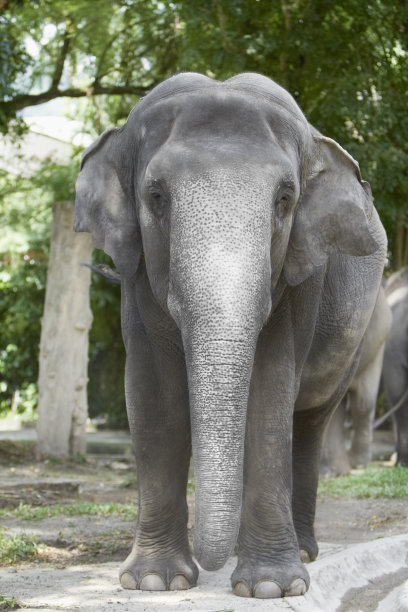 大象的正面视图图片下载