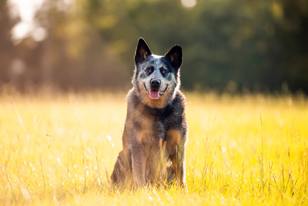 年长的澳洲牧牛犬或蓝色昆士兰赫勒犬图片下载