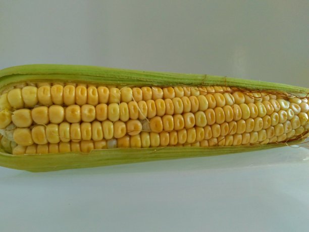 玉米棒图片下载