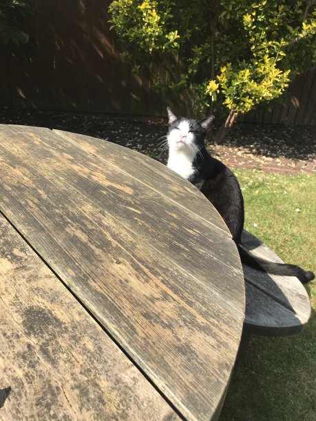 猫加入午餐图片下载