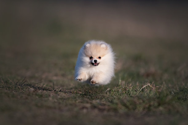 在草地上奔跑的博美犬图片下载