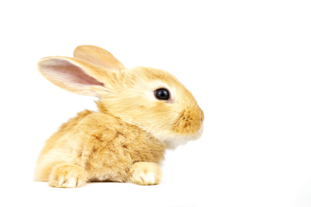 家兔坐在白色的背景上。图片下载