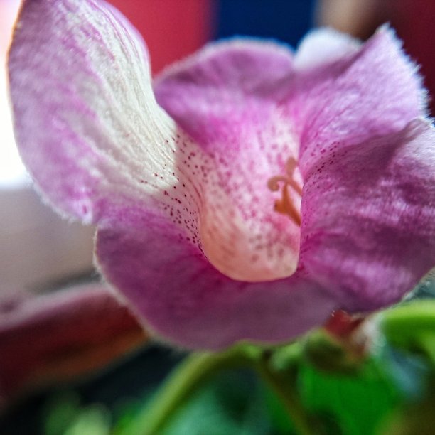 美丽的花朵近距离微距图片下载