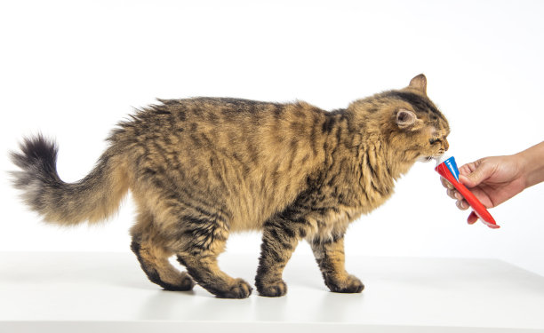 猫站着吃手里的食物图片下载