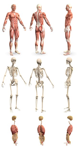 9合一，男性身体与骨骼和内部器官-医疗保健解剖学概念-数字高分辨率医学3D插图孤立在白色上图片下载