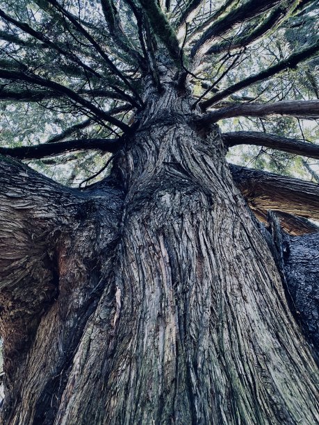 树在西雅图图片下载