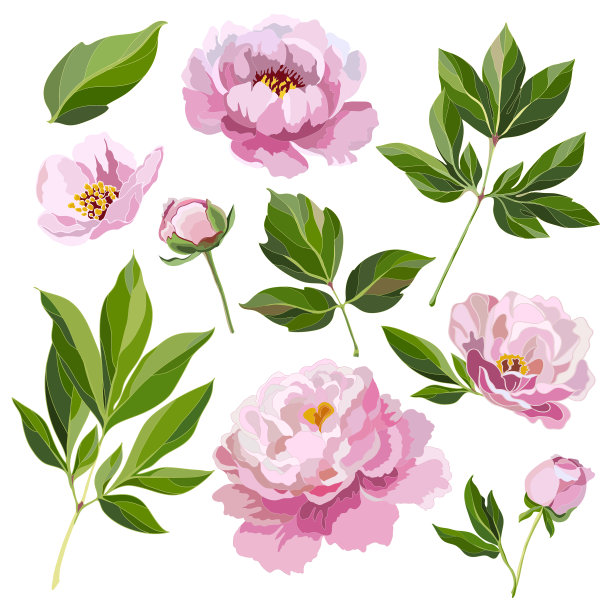 套粉色牡丹图片下载