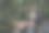 一个背着背包的旅行者走进了树林图片下载
