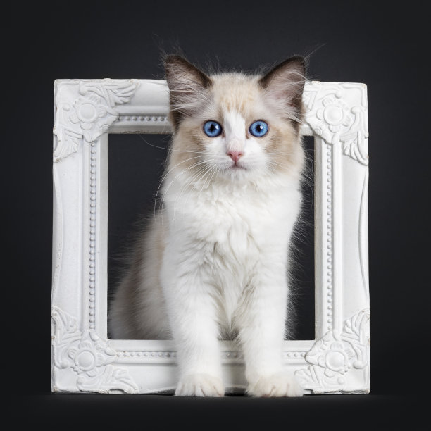 海豹双色布娃娃小猫在黑色的背景图片下载