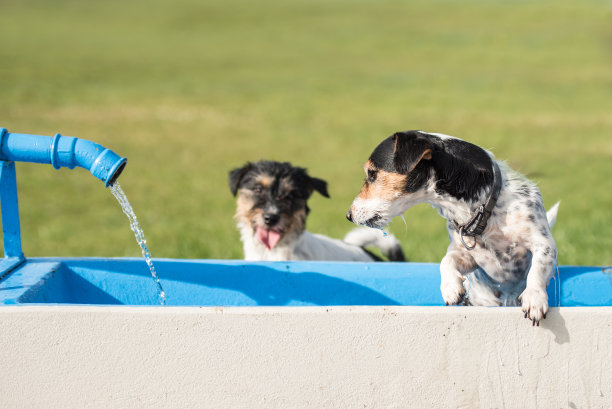 两只可爱的小杰克罗素梗狗在炎热的夏天喝着井里的冷水图片下载