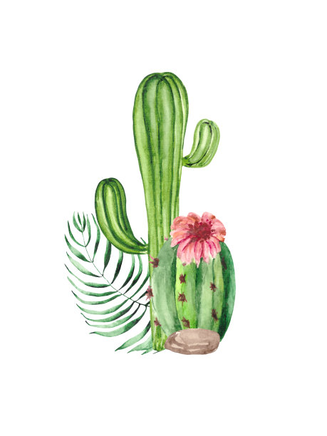 水彩画绿色多汁的仙人掌与热带的叶子和粉红色的花孤立在白色的背景。以自然、沙漠、植物为主题的植物绘画装饰和插图。图片下载