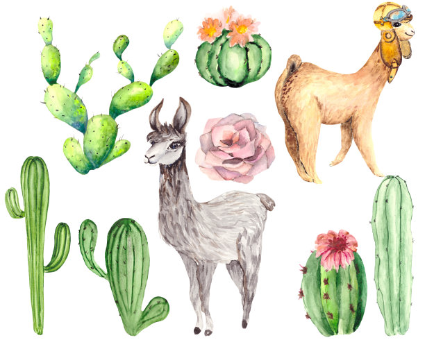 可爱的羊驼和绿色多汁的仙人掌，粉红色的花孤立在白色的背景。水彩。各种植物和动物的贴纸，文具，插图关于自然和沙漠。图片下载