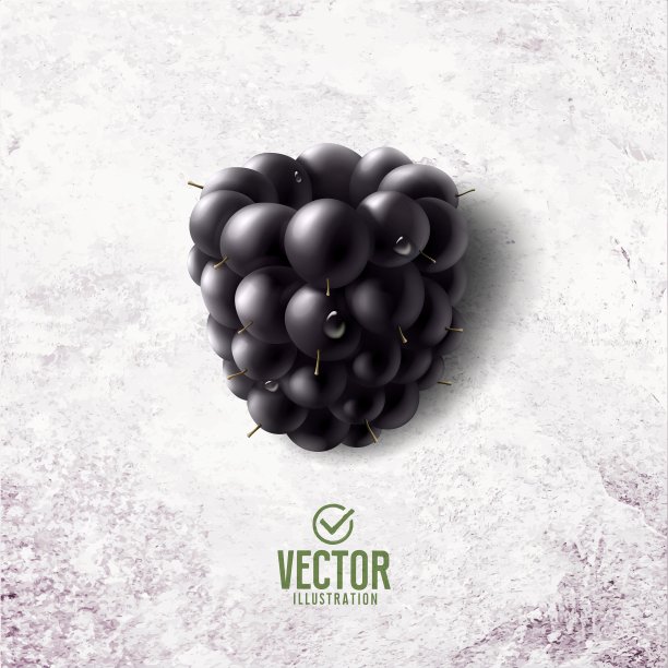 向量现实黑莓插图在白色的石头背景图片下载