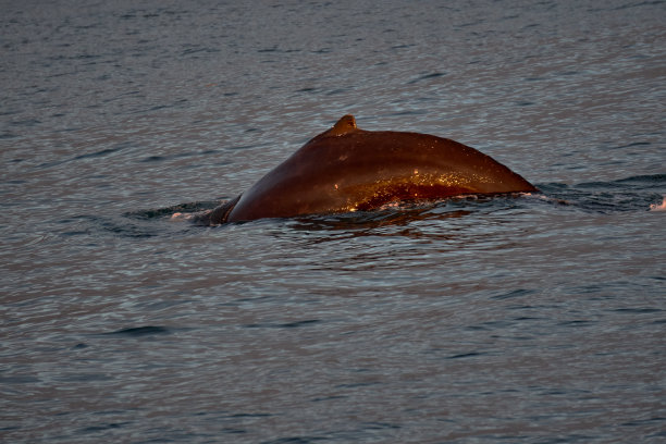 座头鲸的身体在大西洋附近的冰岛husavik图片下载