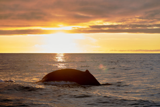 座头鲸的身体在一个美丽的日落在大西洋附近husavik冰岛图片下载