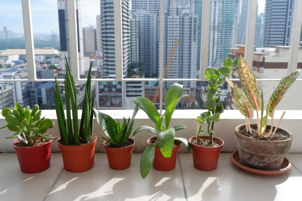 不错的室内绿色植物图片下载