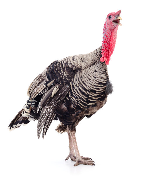 火鸡孤立。图片下载