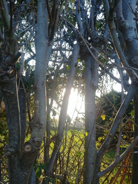 朦胧的景色穿过灌木丛图片下载