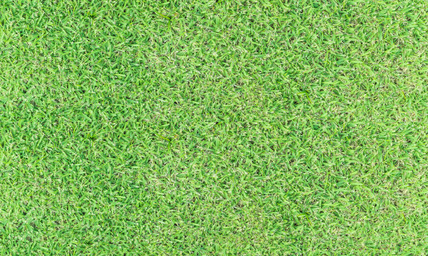 纹理清新的春草田照片背景图片下载