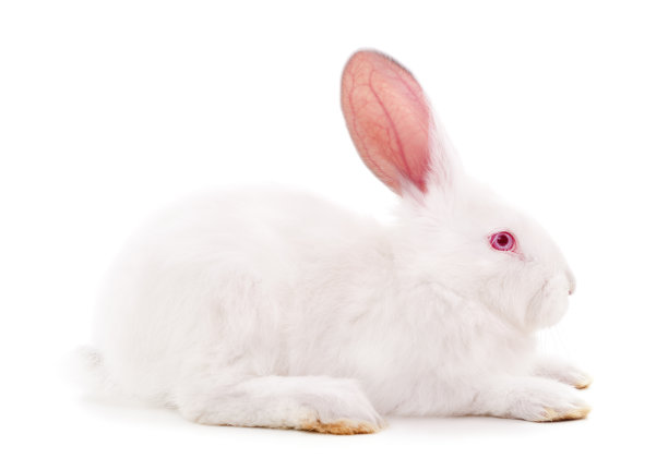 一个白色的兔子。图片下载