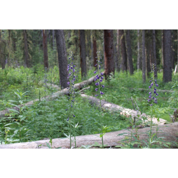 阿尔伯塔省的野花图片下载