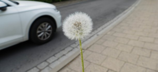 全景图:街道前的蒲公英图片下载