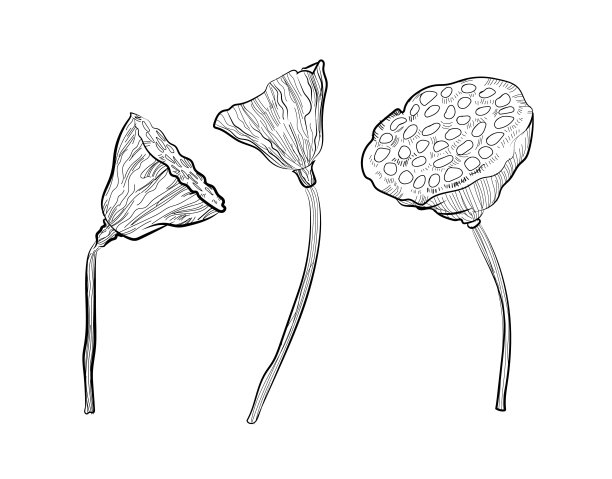 美丽的概念上的图形。干莲子。可以用于植物学书籍或作为室内图片图片下载