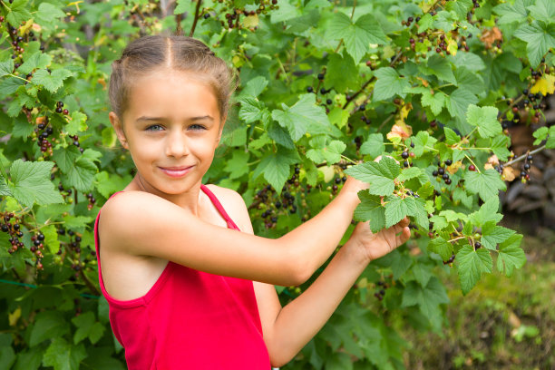 快乐微笑的小女孩在夏天的花园采摘新鲜的黑醋栗图片下载