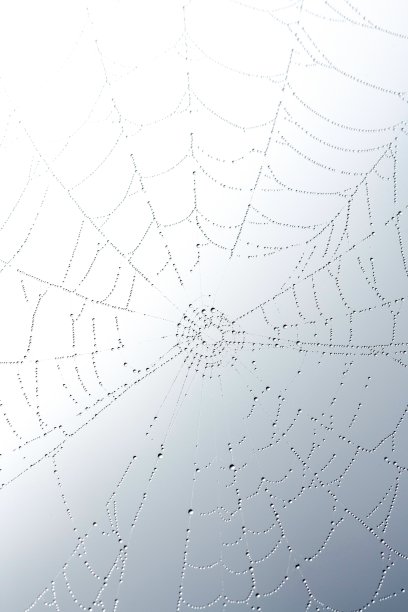 蜘蛛网在自然界中图片下载