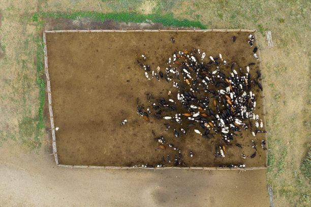 家畜农场中的一群母牛和小牛。图片下载