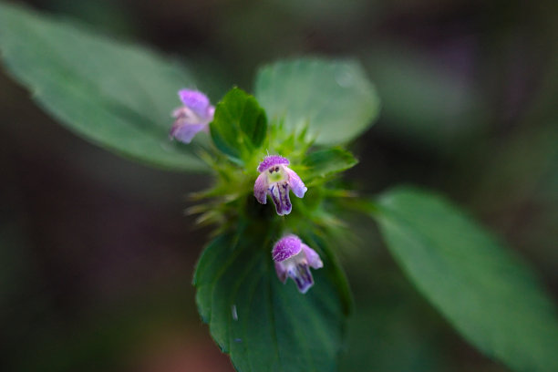 特写:一个美丽的夏天花的头图片下载