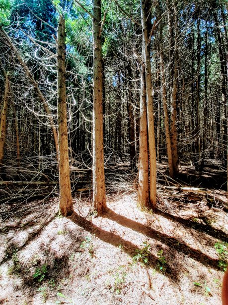 没有结局的森林图片下载