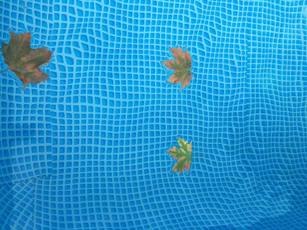 枫叶在碧水的池塘里，复制空间图片下载