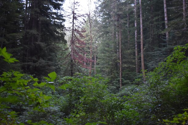 有蕨类植物的红杉图片下载