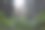有蕨类植物的红杉图片下载