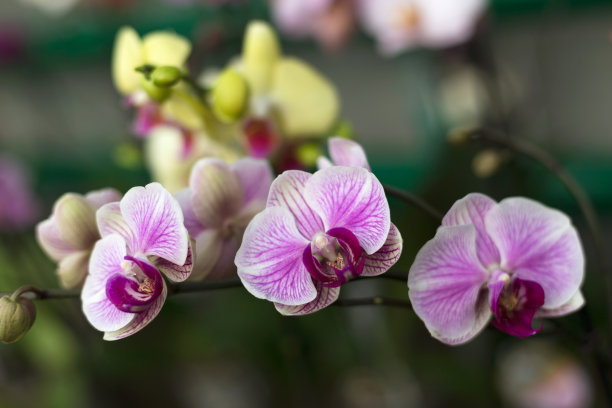 兰花反复开花，选择性聚焦。漂亮的粉色兰花。图片下载
