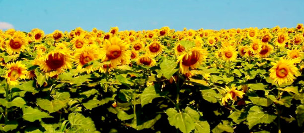 领域的向日葵图片下载