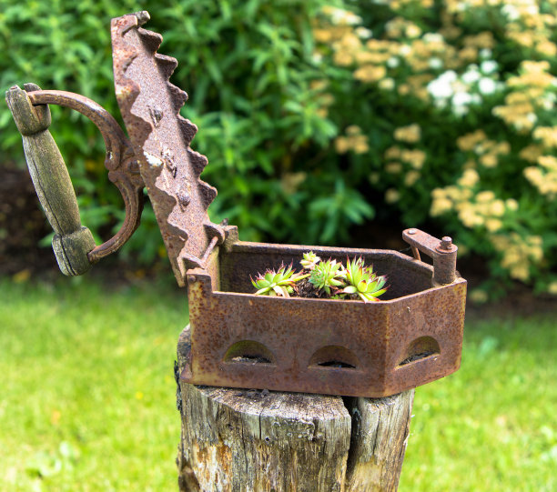 用旧铁器代替花盆图片下载