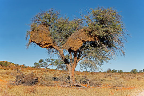 非洲的一种刺树，有群居的织工的大公共巢(群居织工)图片下载
