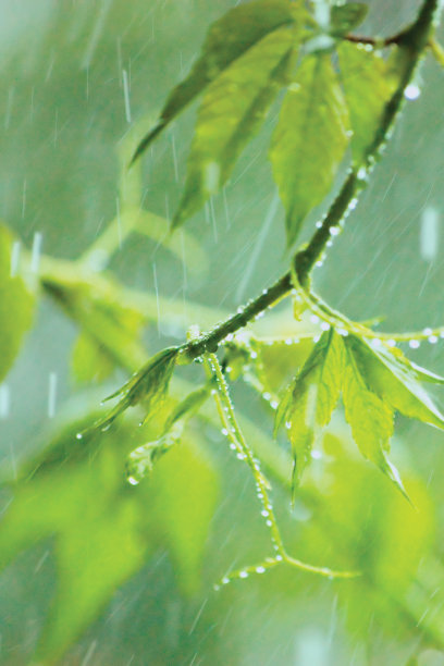 新弗吉尼亚维多利亚爬树叶，初夏雨雨滴，潮湿新鲜的年轻忍冬叶雨天背景，大型详细的垂直木质藤本爬树五叶五指美国常春藤宏观特写格局，温和的散图片下载