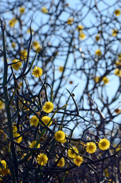澳大利亚特有的无叶岩金合欢属，豆科，多刺的树枝和黄色的花。澳大利亚西部珀斯地区特有。列为易危图片下载
